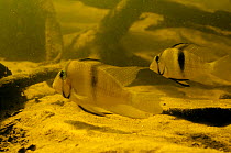 Cichlid fish (Guianacara owroewefi). Gran Rio, Suriname, September.