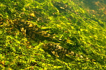 Armoured Catfish (Harttia surinamensis). Awadan rapids, Gran Rio, Suriname, September.