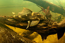 Armoured Catfish (Hypostomus gymnorhynchus) on a sunken branch. Gran Rio, Suriname, September.