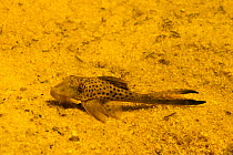 Catfish (Hypostomus paucimaculatus). Tutu creek near Aurora, Suriname, September.