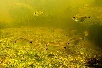 Unnamed new fish species (Jupiaba meunieri). The Awadan, Gran Rio, Suriname, September.