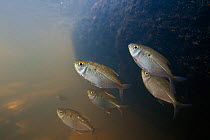 Unnamed new fish species (Jupiaba polylepis). Gran Rio, Suriname, September.