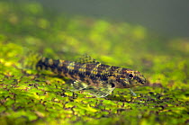 Charax fish (Melanocharacidium dispilomma). Awadan rapids, Gran Rio, Suriname, September.