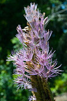 Flower of Podostemaceae river weed (Mourera fluviatilis). Gran Dan, Gran Rio, Suriname, September.
