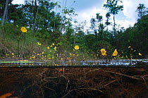 Floating bladderwort (Utricularia sp.) in flower. Coropina creek, Suriname, October.