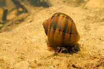 Water snail (Pomacea glauca) in the Tutu creek near Aurora, Suriname