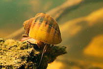 Water snail (Pomacea glauca) in the Tutu creek near Aurora, Suriname River