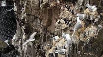 Wide-angle shot of Kittiwakes (Rissa tridactyla) and nests on a cliff, with Common guillemots (Uria aalge) in the background, Latrabjarg, Iceland, July.