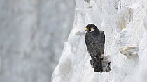Male Peregrine falcon (Falco peregrinus) looking around whilst perched on a flint/chert nodule protruding from the White Cliffs of Dover, Kent, England, UK, May.