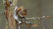 Red squirrel (Sciurus vulgaris) climbing tree and feeding on a nut, The Black Isle, Ross and Cromarty, Scotland, UK, March.