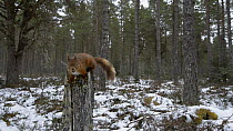 Red squirrel (Sciurus vulgaris) removing a nut from a stash in a tree stump, The Black Isle, Ross and Cromarty, Scotland, UK, March.