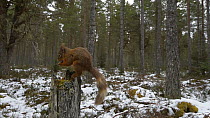 Red squirrel (Sciurus vulgaris) removing a nut from a stash in a tree stump, with a Coal tit (Periparus ater) arriving beforehand The Black Isle, Ross and Cromarty, Scotland, UK, March.