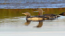 Red-throated diver (Gavia stellata) and juvenile on a lake, swimming out of shot, Iceland, July.
