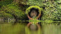 Water vole (Arvicola amphibius) feeding from and retreating into a drainage pipe over a pond, Kent, England, UK, February.