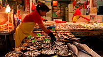 Woman rearranging stocks of fish for sale at a street market, Wan Chai District, Hong Kong, China, 2011.