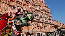 Ceremonially decorated Indian elephant (Elephas maximus) and mahout outside the Hawa Mahal / Palace of Winds, Rajasthan, Jaipur, India, 2011.