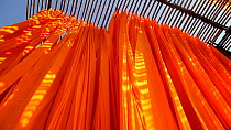 Man hanging newly dyed fabric to dry from bamboo poles in a sari garment factory, Rajasthan, India, 2011.