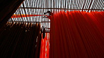 Man hanging newly dyed fabric to dry from bamboo poles in a sari garment factory, Rajasthan, India, 2011.