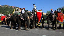 Domesticated Indian elephants (Elephas maximus) with mahouts waiting to carry tourists, Amber Fort near Jaipur, Rajasthan, India, 2011.