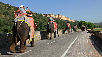 Domesticated Indian elephants (Elephas maximus) with mahouts carrying tourists along a road towards the Amber Fort, near Jaipur, Rajasthan, India, 2011.