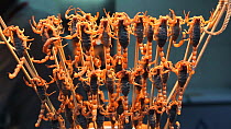 Impaled Chinese scorpions (Mesobuthus martensii) for sale in Wangfujing street market, Beijing, China, 2011.