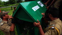 Group of conservation workers and members of the Indian army loading two juvenile Clouded leopards (Neofelis nebulosa) in a cage into the back of a lorry, part of a rehabilitation project, Manas Natio...