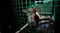 Two juvenile Clouded leopards (Neofelis nebulosa) in a cage in the back of a lorry awaiting departure to release point, part of a rehabilitation project, Manas National Park, Kokrajhar, Assam, India,...