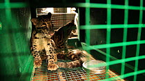 Two juvenile Clouded leopards (Neofelis nebulosa) in a cage in the back of a lorry travelling to release point, part of a rehabilitation project, Manas National Park, Kokrajhar, Assam, India, Septembe...