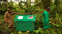 Group of conservation workers and members of the Indian army moving two juvenile Clouded leopards (Neofelis nebulosa) in a cage through a forest to a release point, part of a rehabilitation project, M...