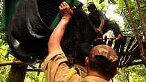 Group of conservation workers and members of the Indian army lifting a cage containing two juvenile Clouded leopards (Neofelis nebulosa) to a raised acclimatisation enclosure, part of a rehabilitation...