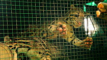 Group of conservation workers lifting a cage containing two juvenile Clouded leopards (Neofelis nebulosa) to a raised acclimatisation enclosure, part of a rehabilitation project, Manas National Park,...