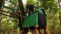 Group of conservation workers and members of the Indian army lifting and almost dropping a cage containing two juvenile Clouded leopards (Neofelis nebulosa) to a raised acclimatisation enclosure, part...