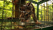 Juvenile Clouded leopard (Neofelis nebulosa) drinking water in a raised acclimatisation enclosure, part of a rehabilitation project, Manas National Park, Kokrajhar, Assam, India, September 2009.