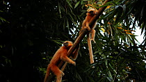 Golden langurs (Trachypithecus geei) resting on and jumping through branches of a bamboo forest, Manas National Park, Kokrajhar, Assam, India