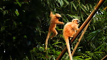 Juvenile Golden langur (Trachypithecus geei) jumping onto the back of an adult, before both leave the frame, Manas National Park, Kokrajhar, Assam, India