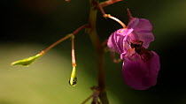 Small honey bee (Apis florea) feeding from Himalayan balsam (Impatiens glandulifera) flower, Manas National Park, Kokrajhar, Assam, India