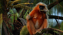 Female Golden langur (Trachypithecus geei) stripping fibres from and feeding on Coconut palm (Cocos nucifera) leaf fronds, Manas, Kokrajhar, Assam, India