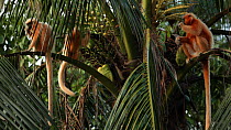 Group of Golden langurs (Trachypithecus geei) feeding on Coconut palm (Cocos nucifera) leaf fronds, Manas, Kokrajhar, Assam, India