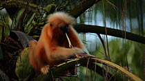 Female Golden langur (Trachypithecus geei) stripping fibres from and feeding on Coconut palm (Cocos nucifera) leaf fronds, Manas, Kokrajhar, Assam, India