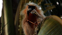 Juvenile Golden langur (Trachypithecus geei) stripping fibres from and feeding on Coconut palm (Cocos nucifera) leaf fronds, Manas, Kokrajhar, Assam, India