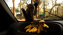 Rhesus macaque (Macaca mulatta) trying to reach through windscreen to get to bananas on dashboard inside car, Manas National Park, Assam, India