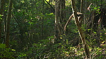 Just released Clouded leopard (Neofelis nebulosa) climbing down tree at release point, part of a rehabilitation project, Manas National Park, Kokrajhar, Assam, India, September 2009.