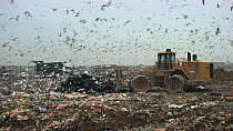 Panning shot across a landfill site with working machinery and mixed flock of Gulls (Larus sp.) and Common starlings (Sturnus vulgaris) flying overhead, Pitsea, Essex, England, UK, November 2011.