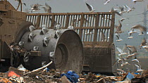 Close-up of machinery moving on a landfill site, with a mixed flock of Gulls (Larus sp.) in the background, Pitsea, Essex, England, UK, November 2011.