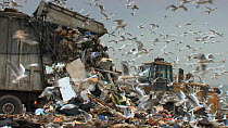 Truck dumping rubbish at landfill site with mixed flock of Gulls (Larus sp.) flying overhead, Pitsea, Essex, England, UK, November 2011.