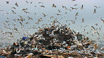 Mixed flock of Gulls (Larus sp.) flying over and scavenging on a pile of rubbish on a landfill site, Pitsea, Essex, England, UK, November 2011.