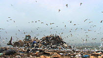 Mixed flock of Gulls (Larus sp.) flying over and scavenging on a pile of rubbish on a landfill site, with machinery moving in the background, Pitsea, Essex, England, UK, November 2011.