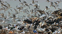 Mixed flock of Gulls (Larus sp.) flying over and scavenging on a pile of rubbish on a landfill site, Pitsea, Essex, England, UK, November 2011.