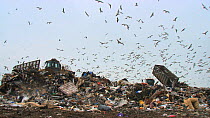Truck dumping rubbish at landfill site with mixed flock of Gulls (Larus sp.) flying overhead, Pitsea, Essex, England, UK, November 2011.
