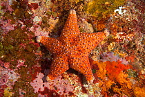 Firebrick Starfish (Asterodiscides truncatus) Poor Knights Islands, New Zealand, January